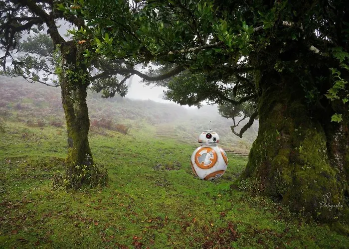 Baia Seixal Oceanfront